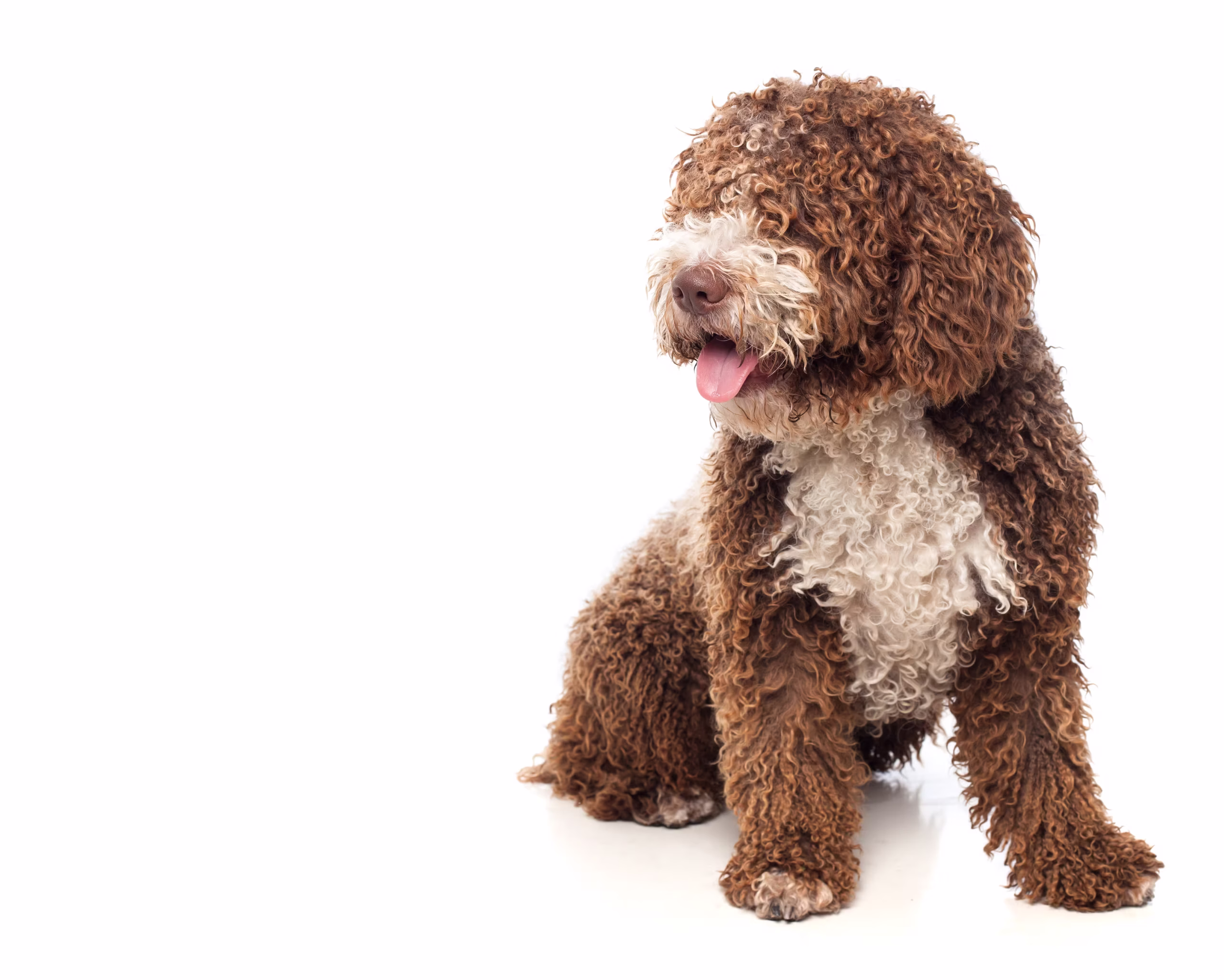 Lagotto Romagnolo hondenras