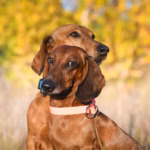 Vizsla hondenras