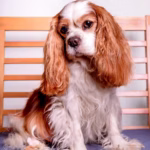 Cavalier King Charles Spaniël