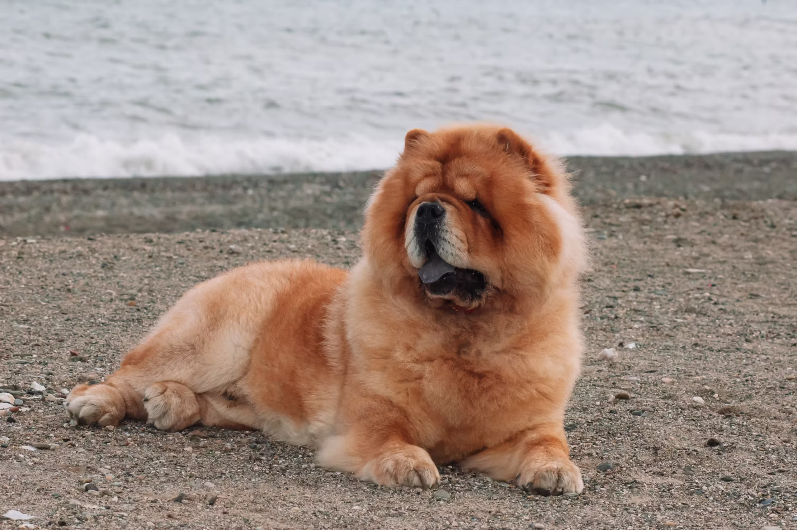 Chow Chow hondenras
