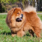 Chow Chow