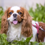 Cavalier King Charles Spaniël