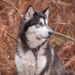 Amerikaanse Akita