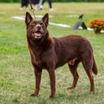 Australian Kelpie