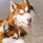 Siberische Husky