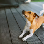 Basenji