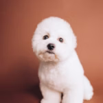 Bichon Frisé