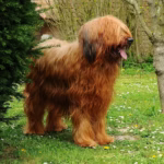 Briard