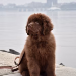 Chow Chow