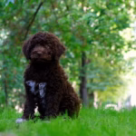 Lagotto Romagnolo