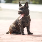 Cairn Terrier