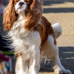 Cavalier King Charles Spaniël
