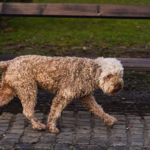 Lagotto Romagnolo