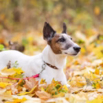 Basenji