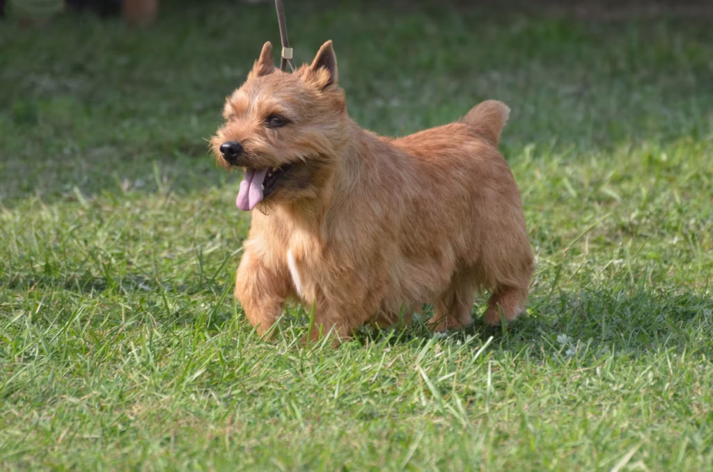 Cairn Terrier hondenras