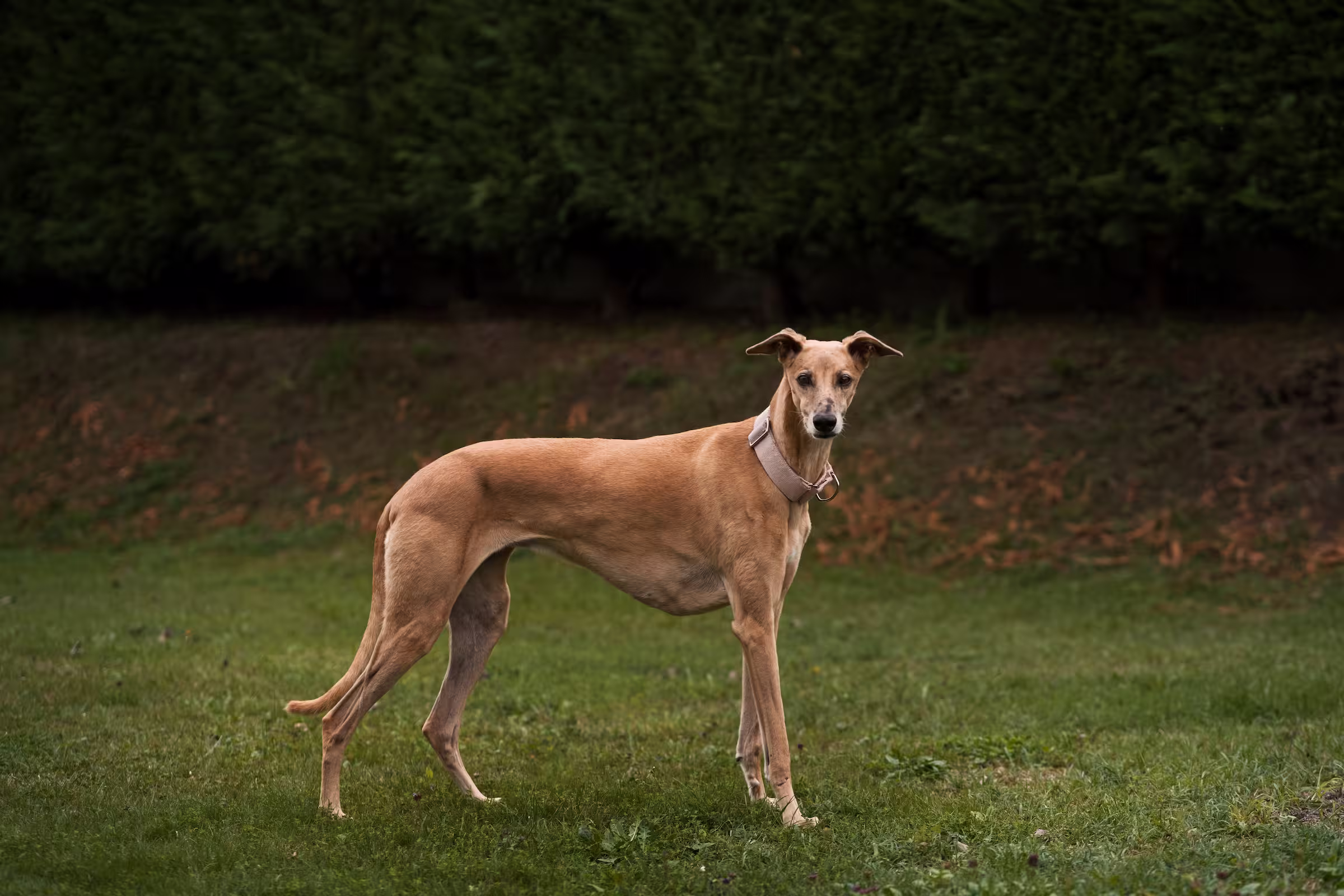 Greyhound hondenras