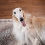 Borzoi