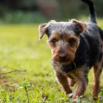 Dwergschnauzer