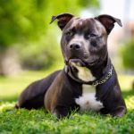 Staffordshire Bull Terrier