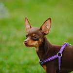 Dwergpinscher