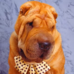 Shar Pei