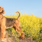 Airedale Terrier