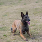 Australian Kelpie