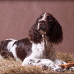 English Springer Spaniël