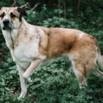 Anatolische Herder