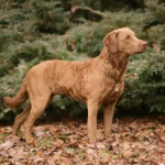 Chesapeake Bay Retriever