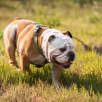 Engelse Bulldog