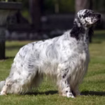 Engelse Setter