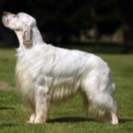 Engelse Setter