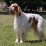 Engelse Setter
