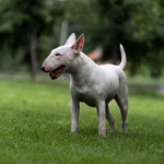 Bull Terrier