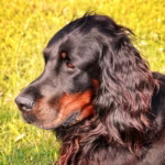 Gordon Setter
