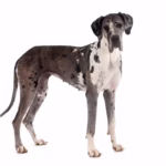 Duitse Dog