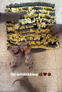 Doggy Paradise ♥️ | Teckel Hondenkweker