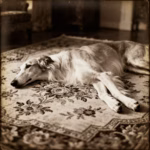 Borzoi