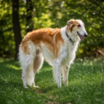 Borzoi