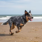 Australian Cattle Dog