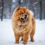 Chow Chow