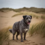 Bouvier des Flandres
