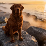 Chesapeake Bay Retriever