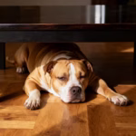 Staffordshire Bull Terrier