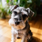 Dwergschnauzer