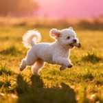 Bichon Frisé
