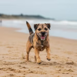 Border Terrier