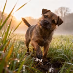 Border Terrier