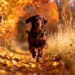 Gordon Setter